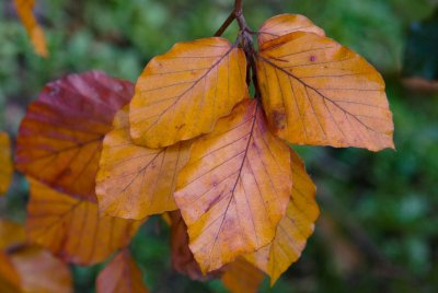 Fagus sylvatica 'Purple Fountain' - buk lesní - list podzim